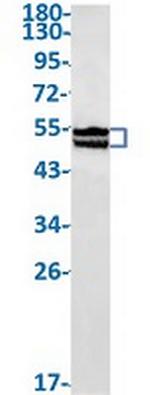RBFOX3 Antibody in Western Blot (WB)