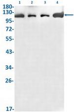 SYNE1 Recombinant Rabbit Monoclonal Antibody