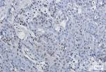 NELFE Recombinant Rabbit Monoclonal Antibody