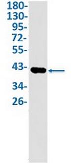 NELFE Antibody in Western Blot (WB)