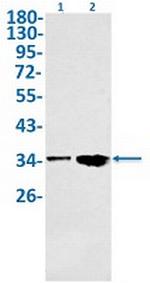 NEK7 Recombinant Rabbit Monoclonal Antibody