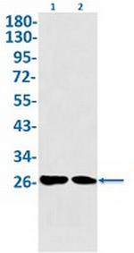 NDUFS3 Recombinant Rabbit Monoclonal Antibody