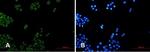 NDUFB4 Recombinant Rabbit Monoclonal Antibody