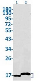 NDUFB4 Antibody in Western Blot (WB)