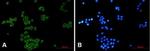 NCK1 Recombinant Rabbit Monoclonal Antibody
