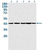 NCK1 Antibody in Western Blot (WB)