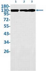 MYO1B Antibody in Western Blot (WB)