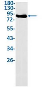 MPO Antibody in Western Blot (WB)