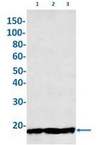 MBP Recombinant Rabbit Monoclonal Antibody
