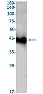 ACTA1 Antibody in Western Blot (WB)