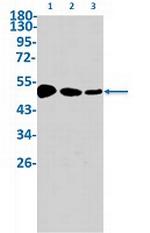 CHRM2 Recombinant Rabbit Monoclonal Antibody
