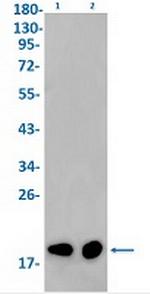 NUDT1 Antibody in Western Blot (WB)