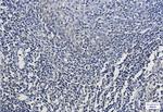 MT-CO2 Recombinant Rabbit Monoclonal Antibody