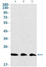 MT-CO2 Antibody in Western Blot (WB)