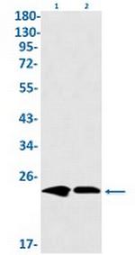 MT-CO2 Antibody in Western Blot (WB)