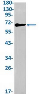 MAOA Antibody in Western Blot (WB)