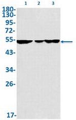 MMP3 Antibody in Western Blot (WB)