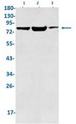 IMMT Recombinant Rabbit Monoclonal Antibody