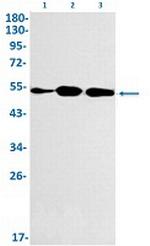 MITF Antibody in Western Blot (WB)