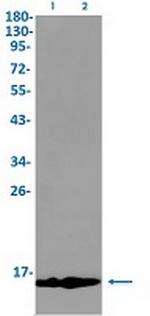 MIF Recombinant Rabbit Monoclonal Antibody
