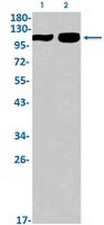 GRM2 Antibody in Western Blot (WB)