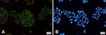 MAP3K2 Recombinant Rabbit Monoclonal Antibody