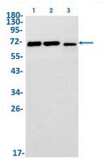 MAP3K2 Antibody in Western Blot (WB)