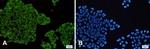 MAP2K1/MAP2K2 Recombinant Rabbit Monoclonal Antibody