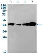 MAP2K1/MAP2K2 Antibody in Western Blot (WB)