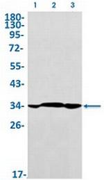 MDH2 Antibody in Western Blot (WB)