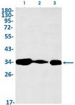 MDH2 Antibody in Western Blot (WB)