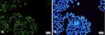 Phospho-MCM2 (Ser108) Recombinant Rabbit Monoclonal Antibody