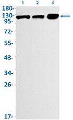Phospho-MCM2 (Ser108) Antibody in Western Blot (WB)