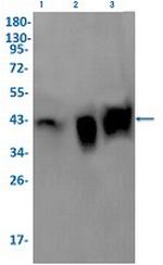 MACROH2A1 Antibody in Western Blot (WB)
