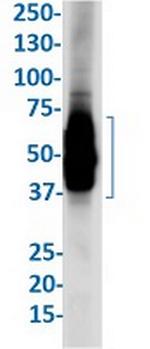 Lyve1 Antibody in Western Blot (WB)