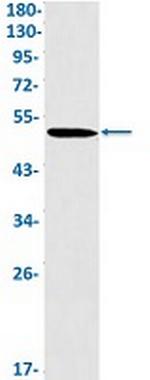 NR1H3 Antibody in Western Blot (WB)