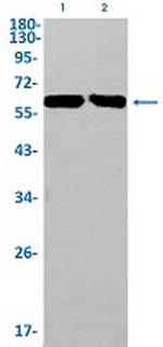 LRRC15 Recombinant Rabbit Monoclonal Antibody