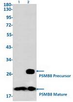 PSMB8 Antibody in Western Blot (WB)