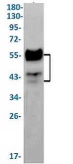 LEF1 Antibody in Western Blot (WB)