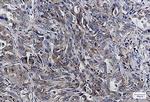 LAMP2 Antibody in Immunohistochemistry (Paraffin) (IHC (P))