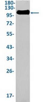 LAMP2 Antibody in Western Blot (WB)
