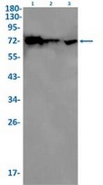 LMNB2 Antibody in Western Blot (WB)