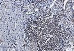 LMNB1 Recombinant Rabbit Monoclonal Antibody