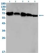 LMNB1 Antibody in Western Blot (WB)