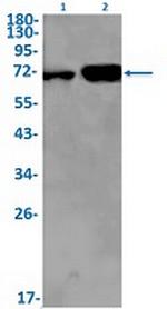 LBR Antibody in Western Blot (WB)