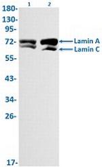 LMNA Antibody in Western Blot (WB)