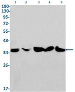 LDHA Antibody in Western Blot (WB)