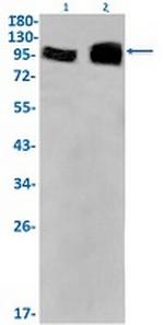EZH2 Antibody in Western Blot (WB)