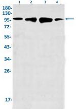KIF5B Antibody in Western Blot (WB)