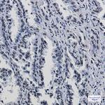 TRIM28 Antibody in Immunohistochemistry (Paraffin) (IHC (P))